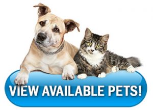 Adopt A Pet – Humane Society of Clarksville-Montgomery County